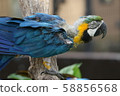 Macaws 58856568