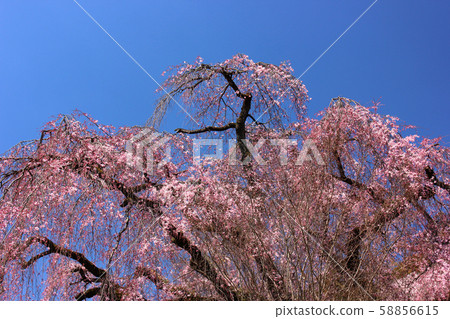 Weeping cherry blossoms at Umeiwaji Temple in full bloom (1) 58856615