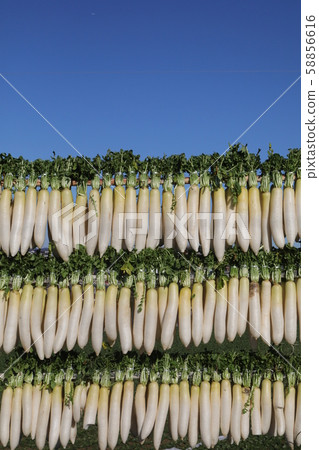 Miura radish Miura radish 58856616