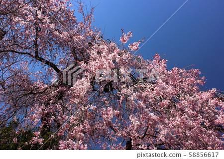 Weeping cherry blossoms at Umeiwaji Temple in full bloom (2) 58856617