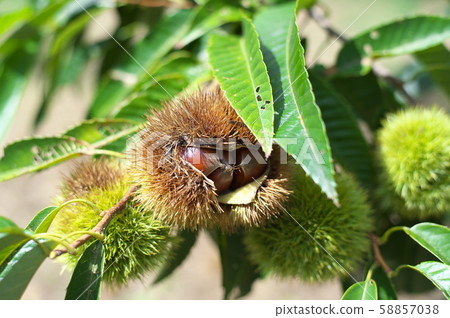 Chestnut chestnut chestnut picking Chestnut chestnut chestnut picking 58857038