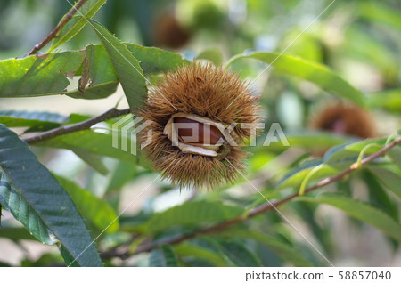 栗子栗子栗子採摘 58857040