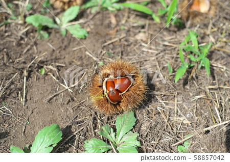 Chestnut chestnut chestnut picking 58857042