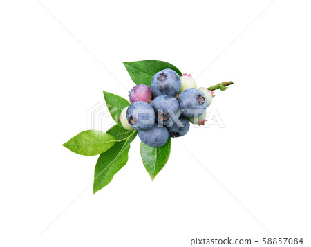 Blueberry berries and leaves branch Blueberry berries and leaves branch 58857084