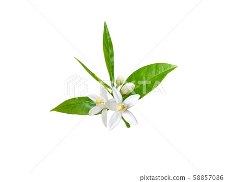 Orange flowers isolated on white 58857086