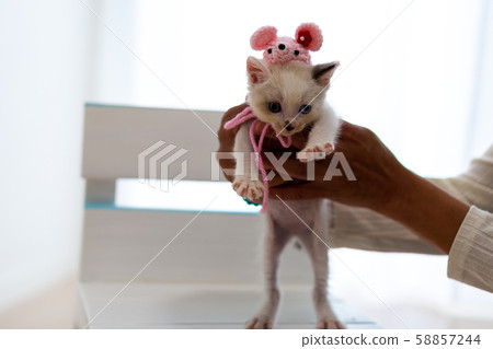 Kitten 4 weeks after birth 58857244