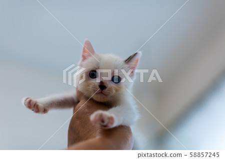 Kitten 4 weeks old Protected cat Kitten 4 weeks old Protected cat 58857245