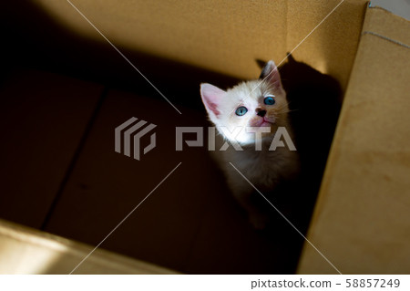 Protective cat Abandoned cat Kitten cardboard Protective cat Abandoned cat Kitten cardboard 58857249