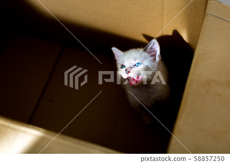 Protective cat Abandoned cat Kitten cardboard Protective cat Abandoned cat Kitten cardboard 58857250