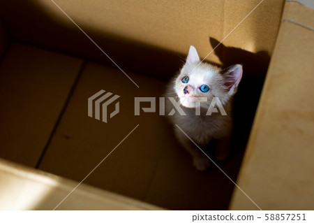 Protective cat Abandoned cat Kitten cardboard Protective cat Abandoned cat Kitten cardboard 58857251