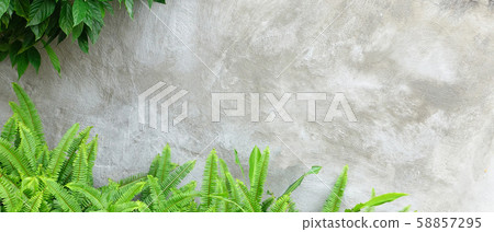 Beautiful green fern is beside the wall Beautiful green fern is beside the wall 58857295