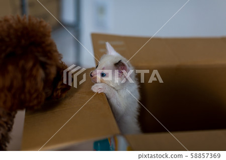 防護貓被遺棄的貓小貓紙板 58857369