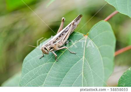 Patanga japonica Patanga japonica 58858033