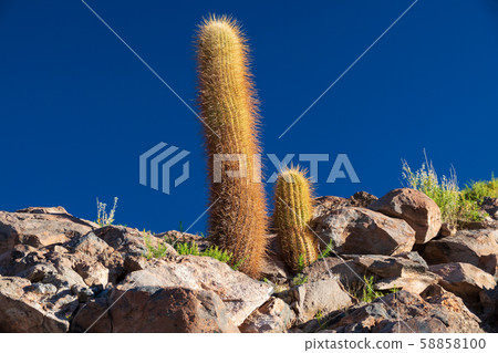 Huge cactus over rocks under deep blue sky Huge cactus over rocks under deep blue sky 58858100