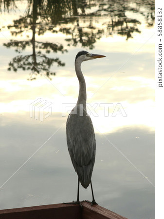 A heron standing in a park pond 58858132