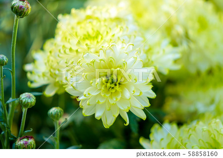 Chrysanthemum Chrysanthemum 58858160