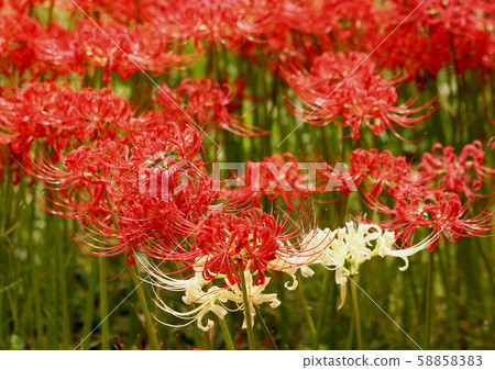 Red and white hen buna Red and white hen buna 58858383