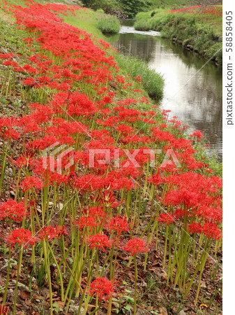 川端秋景盛開 58858405