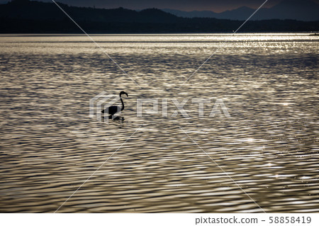 Flamingos resting on Lake Korission, Corfu Flamingos resting on Lake Korission, Corfu 58858419