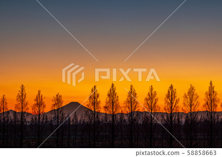 崎玉縣荒川河床和富士山水杉樹的夜景 58858663