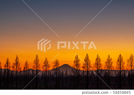Evening view of Metasequoia trees on the Arakawa riverbed and Mt. Fuji in Saitama Prefecture Evening view of Metasequoia trees on the Arakawa riverbed and Mt. Fuji in Saitama Prefecture 58858665