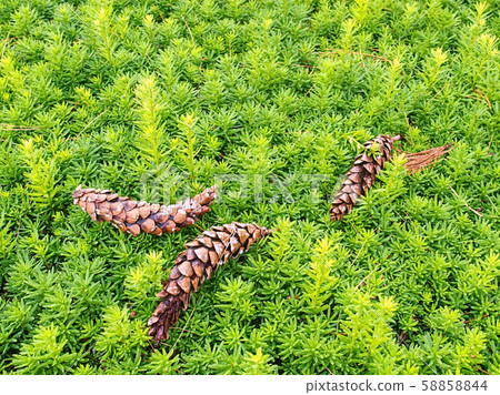 Green hedge of thuja trees. Green hedge of the tui Green hedge of thuja trees. Green hedge of the tui 58858844