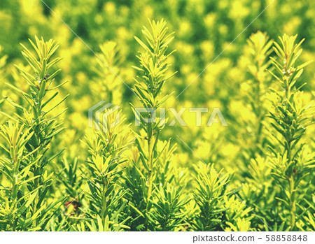 Green hedge of thuja trees. Green hedge of the tui Green hedge of thuja trees. Green hedge of the tui 58858848