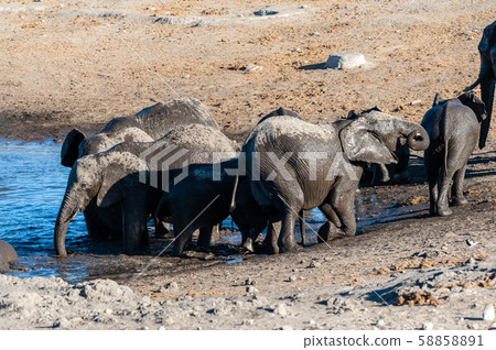Close up of a Herd of African Elephants Bathing and Drinking in a Waterhole Close up of a Herd of African Elephants Bathing and Drinking in a Waterhole 58858891