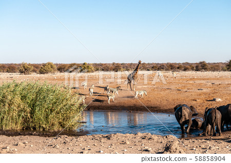 African Animals hanging around a waterhole in Etosha National Park 58858904