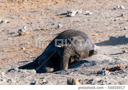 An African Elephant rolling itself over in the dirt. 58858917