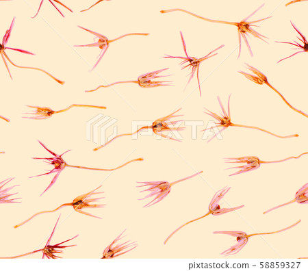 Pressed and dried summer yellow pink flowers on a cream background pattern Pressed and dried summer yellow pink flowers on a cream background pattern 58859327