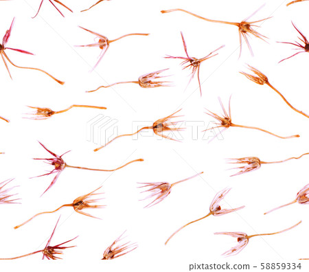 Pressed and dried summer yellow pink flowers on a white pattern Pressed and dried summer yellow pink flowers on a white pattern 58859334
