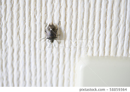 Stink bug that invaded the room (Scott stink bug) 58859364