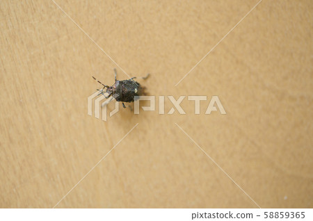 Stink bug that invaded the room (Scott stink bug) 58859365