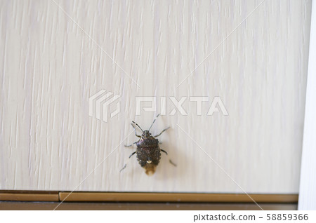 Stink bug that invaded the room (Scott stink bug) Stink bug that invaded the room (Scott stink bug) 58859366