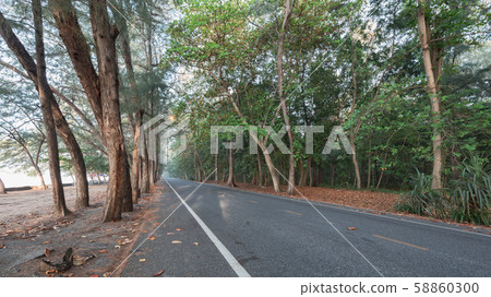 beautiful calmness countryside road with shady pine tree on side of the road 58860300