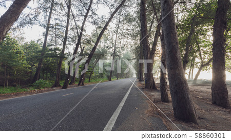 beautiful calmness countryside road with shady pine tree on side of the road beautiful calmness countryside road with shady pine tree on side of the road 58860301