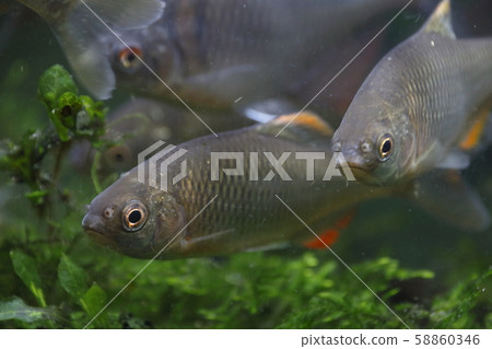 Yaritanago(成年男性) Yaritanago(成年男性) 58860346