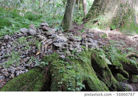 Power spot (stump of approach to Togakushi Okusha) 58860787