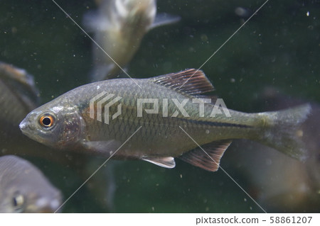 金平（男） 58861207