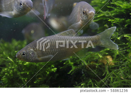 ear魚(成年雌性) ear魚(成年雌性) 58861236