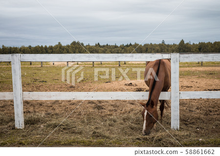 Brown thoroughbred horse eating grass over a Brown thoroughbred horse eating grass over a 58861662