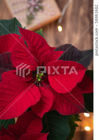 Christmas mystic Red Poinsettia macro on wooden Christmas mystic Red Poinsettia macro on wooden 58861682
