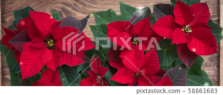 Christmas Red Poinsettia potted in wooden vintage 58861683