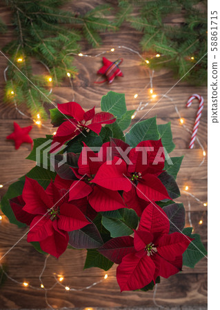 Christmas Red Poinsettia over toys and candies in Christmas Red Poinsettia over toys and candies in 58861715