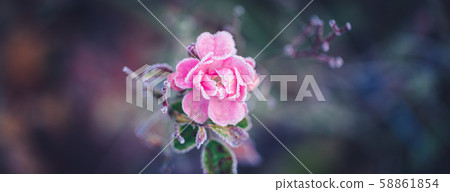 Closeup of a pink rose covered by morning frost, Closeup of a pink rose covered by morning frost, 58861854