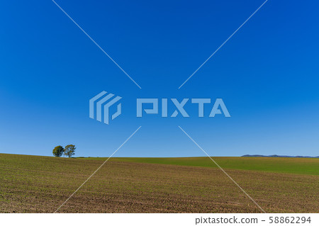 北海道美瑛親子樹 58862294