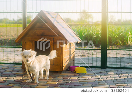 Beautiful white pooch dog near the booth on a sunny day. House for an animal. Selective focus 58862494