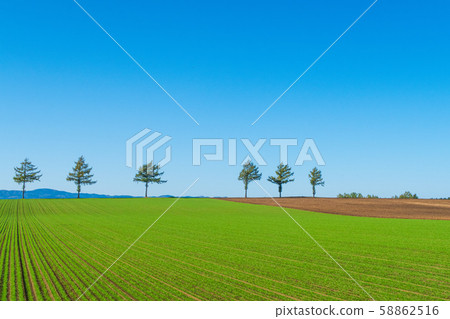 [Hokkaido] Marchen Hill 58862516