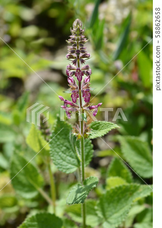Hedge woundwort 58862658